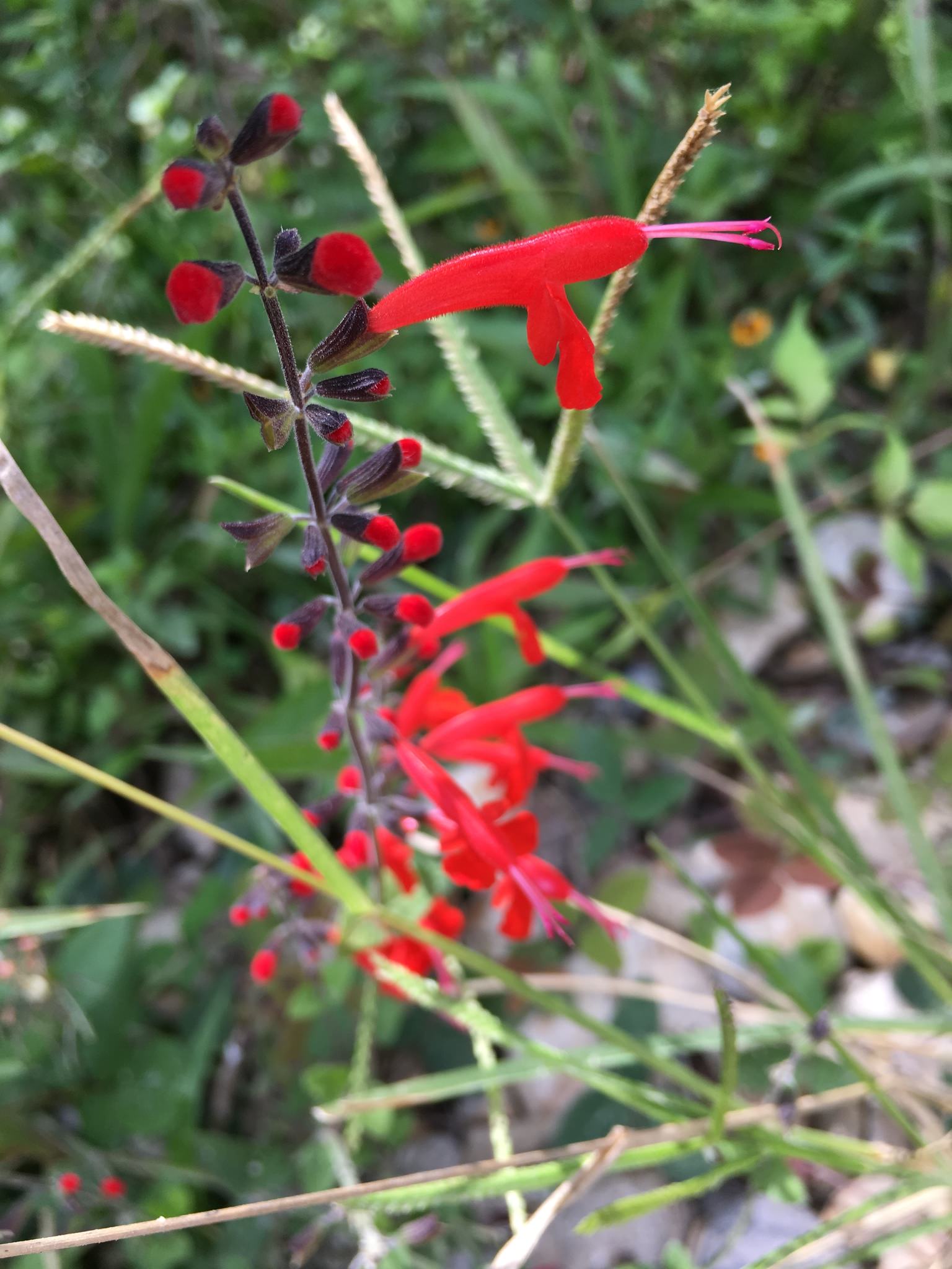 Salvia elegans
